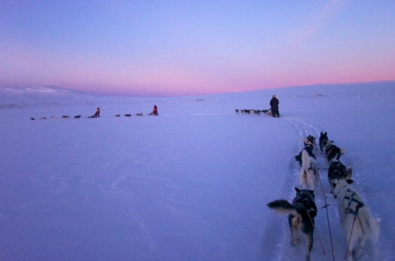 dog sledding in sweden dog sledding in sweden